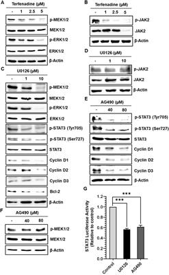 Terfenadine, a histamine H1 receptor antagonist, induces apoptosis by suppressing STAT3 signaling in human colorectal cancer HCT116 cells